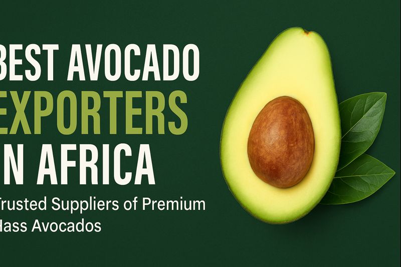 Best Avocado Exporters in Africa