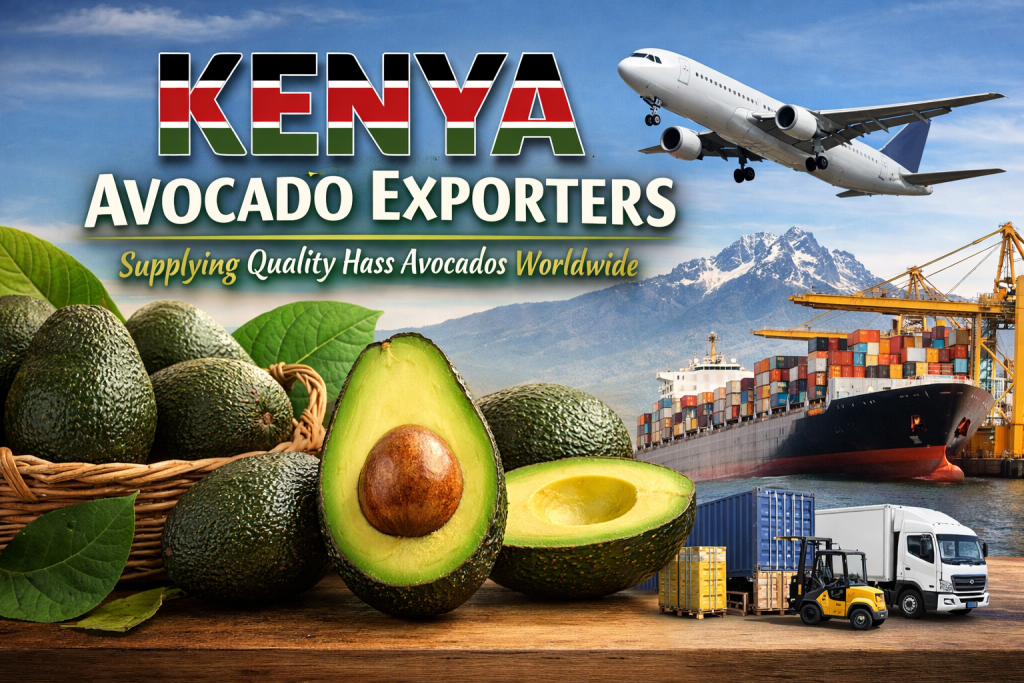 Top Kenya Avocado Exporters | Fresh Avocados from Kenya