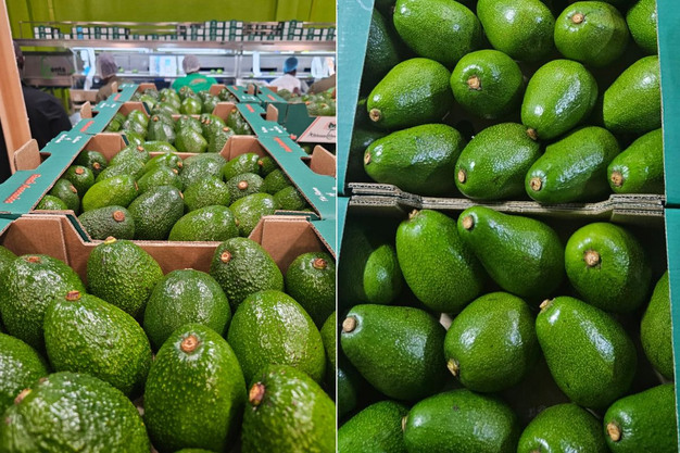 International Shipping Fruits | Global Fruit Delivery Guide