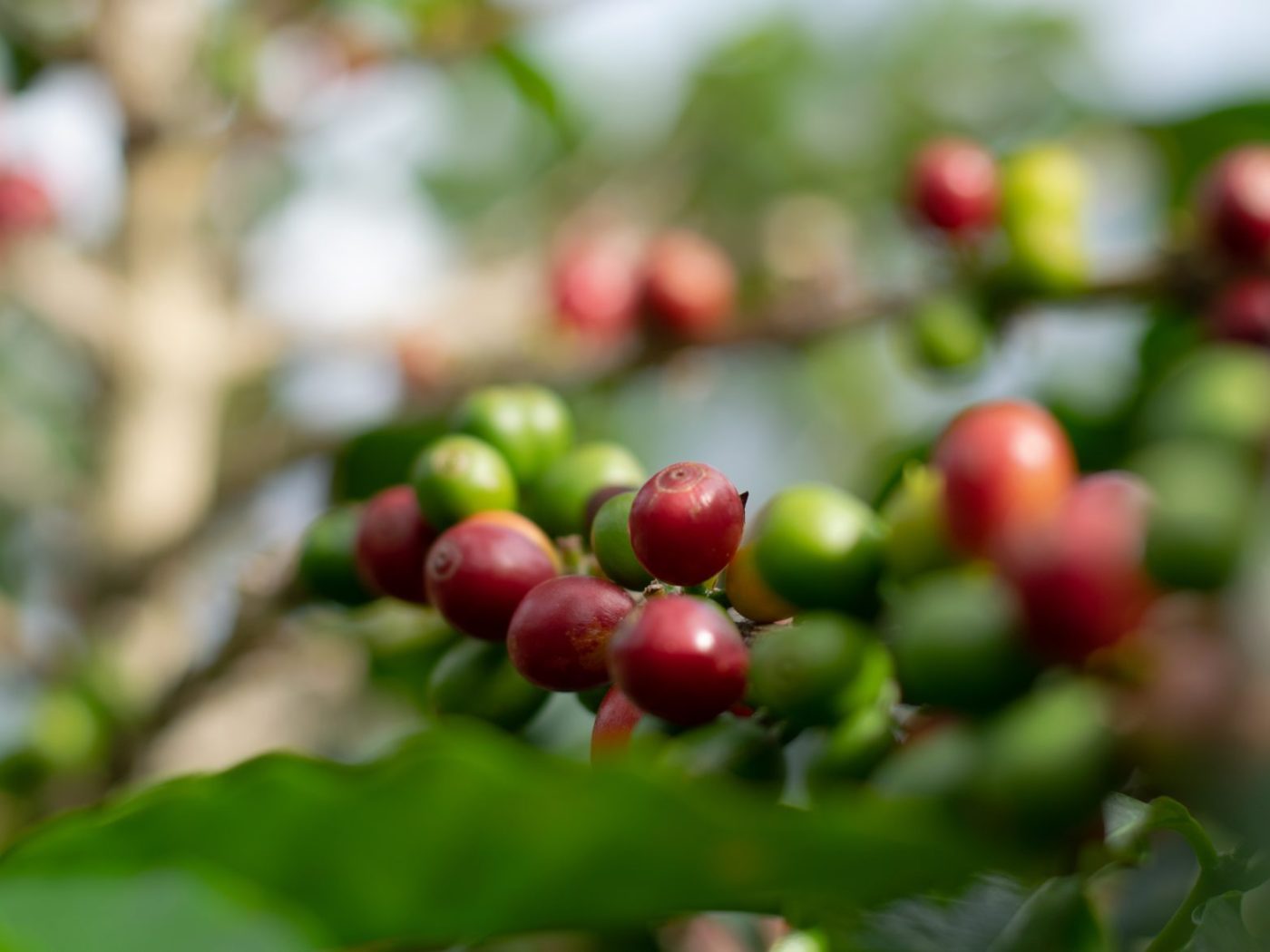 Kenya Batian Washed Arabica