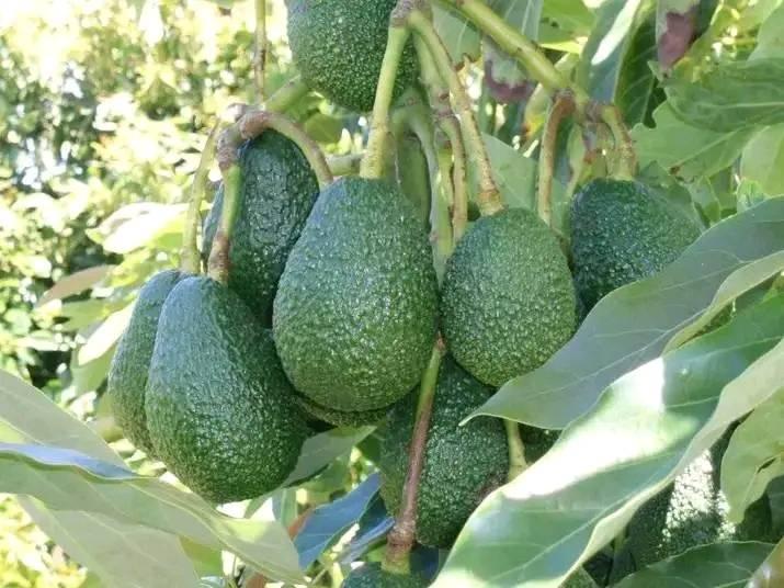 Avocado