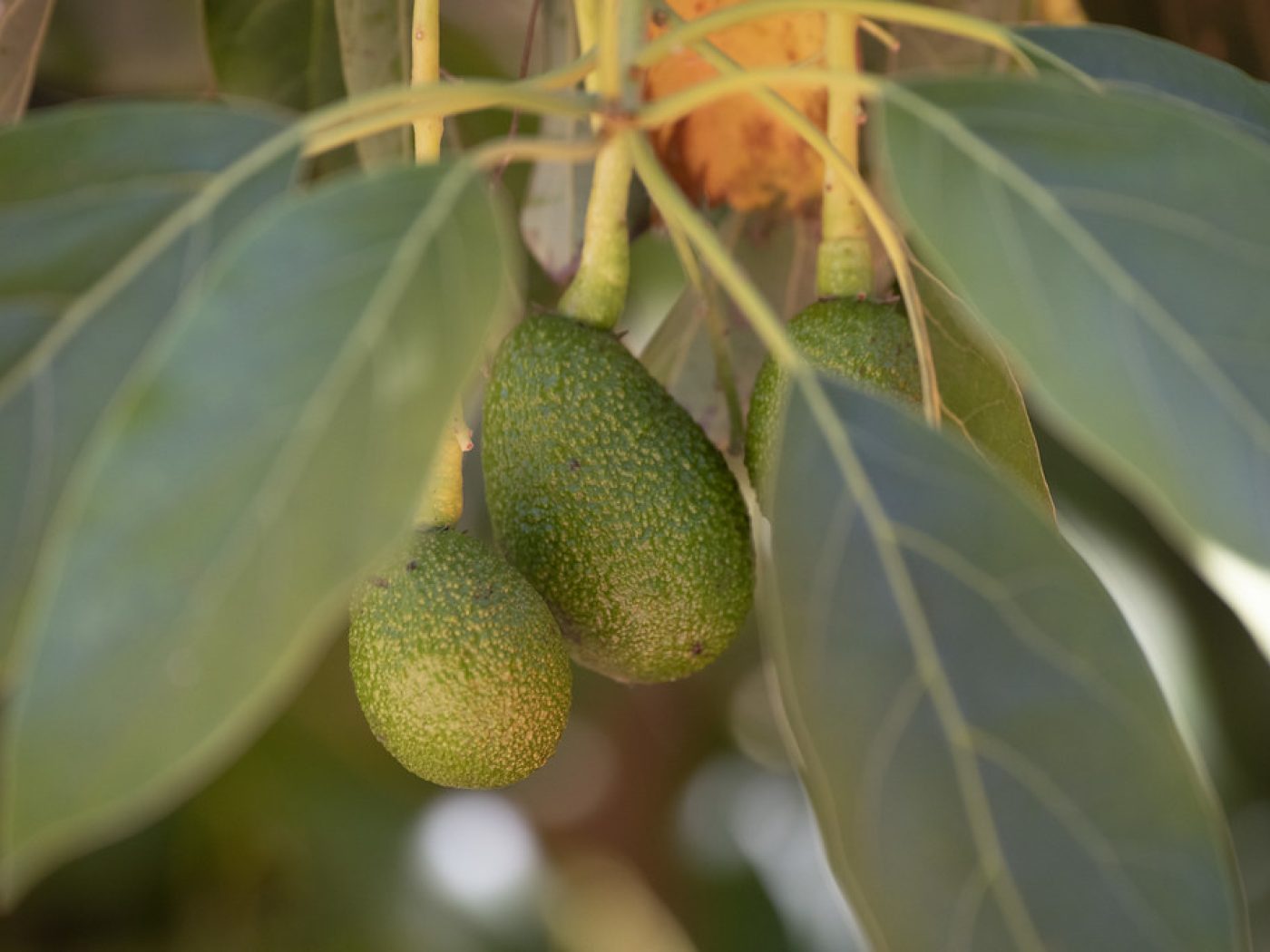 Pinkerton Avocado - Export Grade