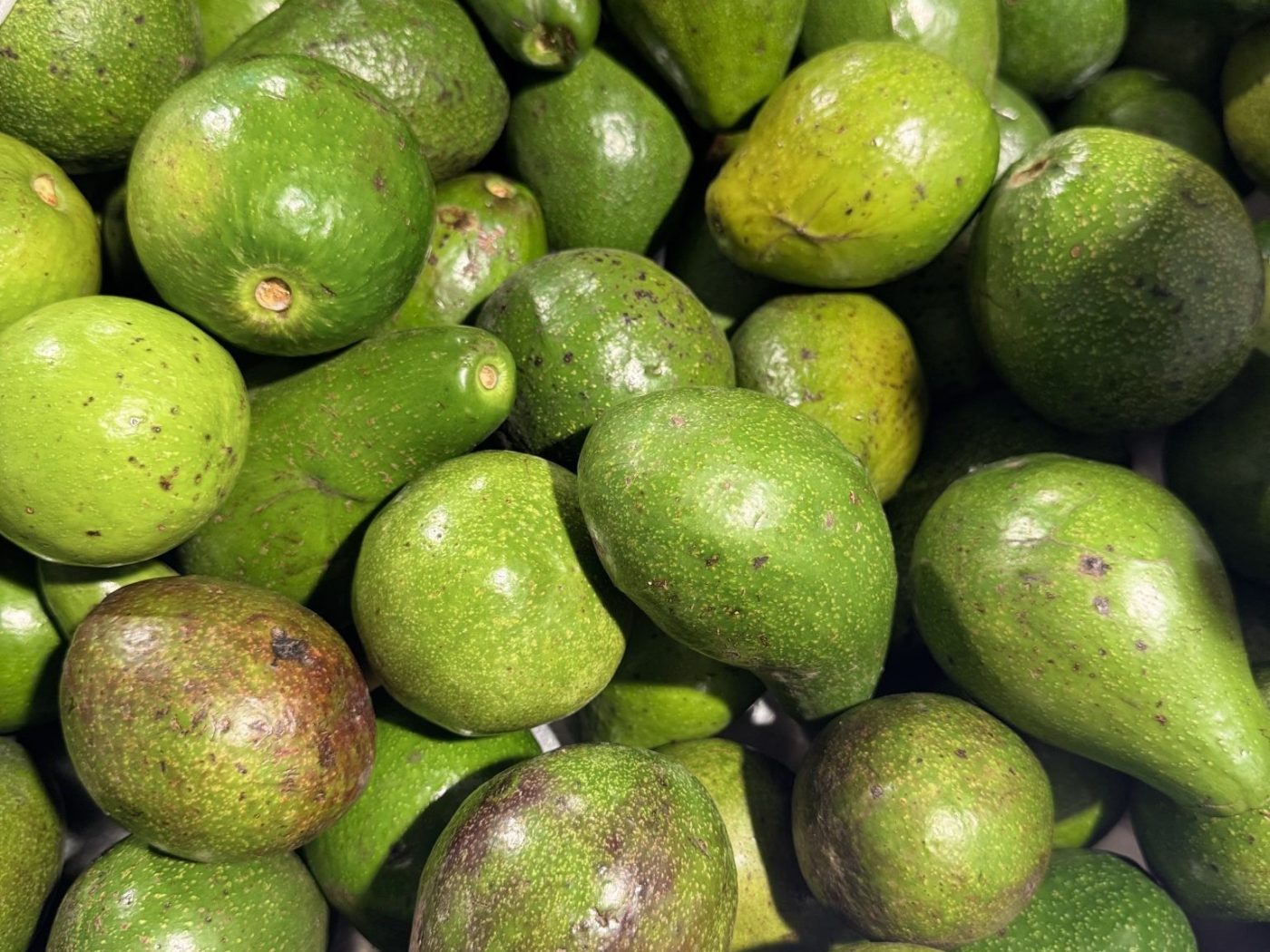 Organic Hass Avocado - Certified EU & NOP