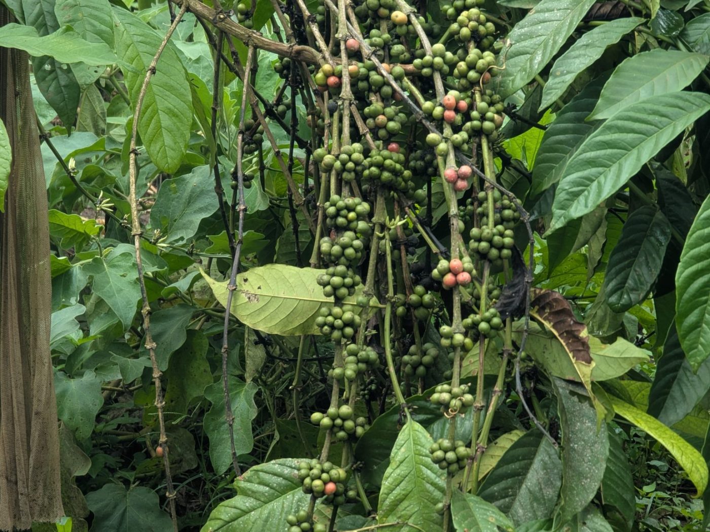 Kenya Ruiru 11 Washed Arabica