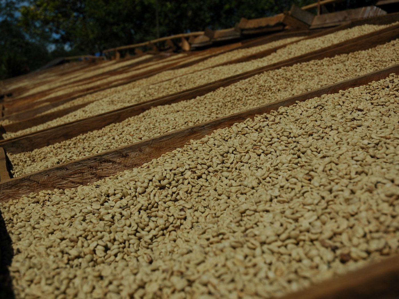 Kenya Natural Sun-Dried Arabica - Microlot