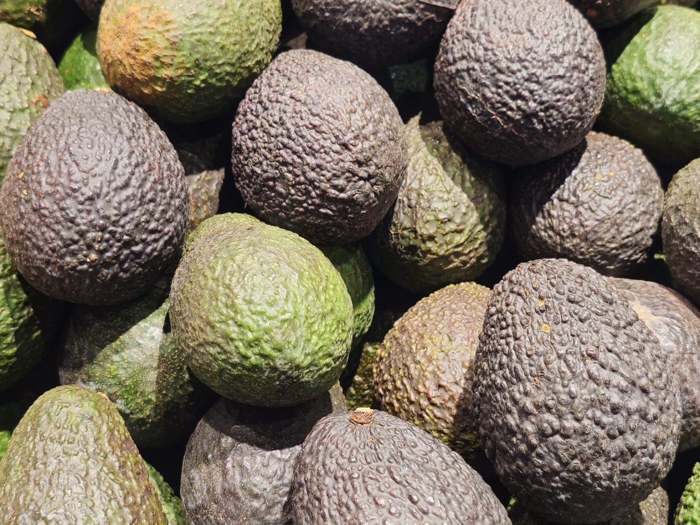Hass Avocado - Class 2 Export Grade