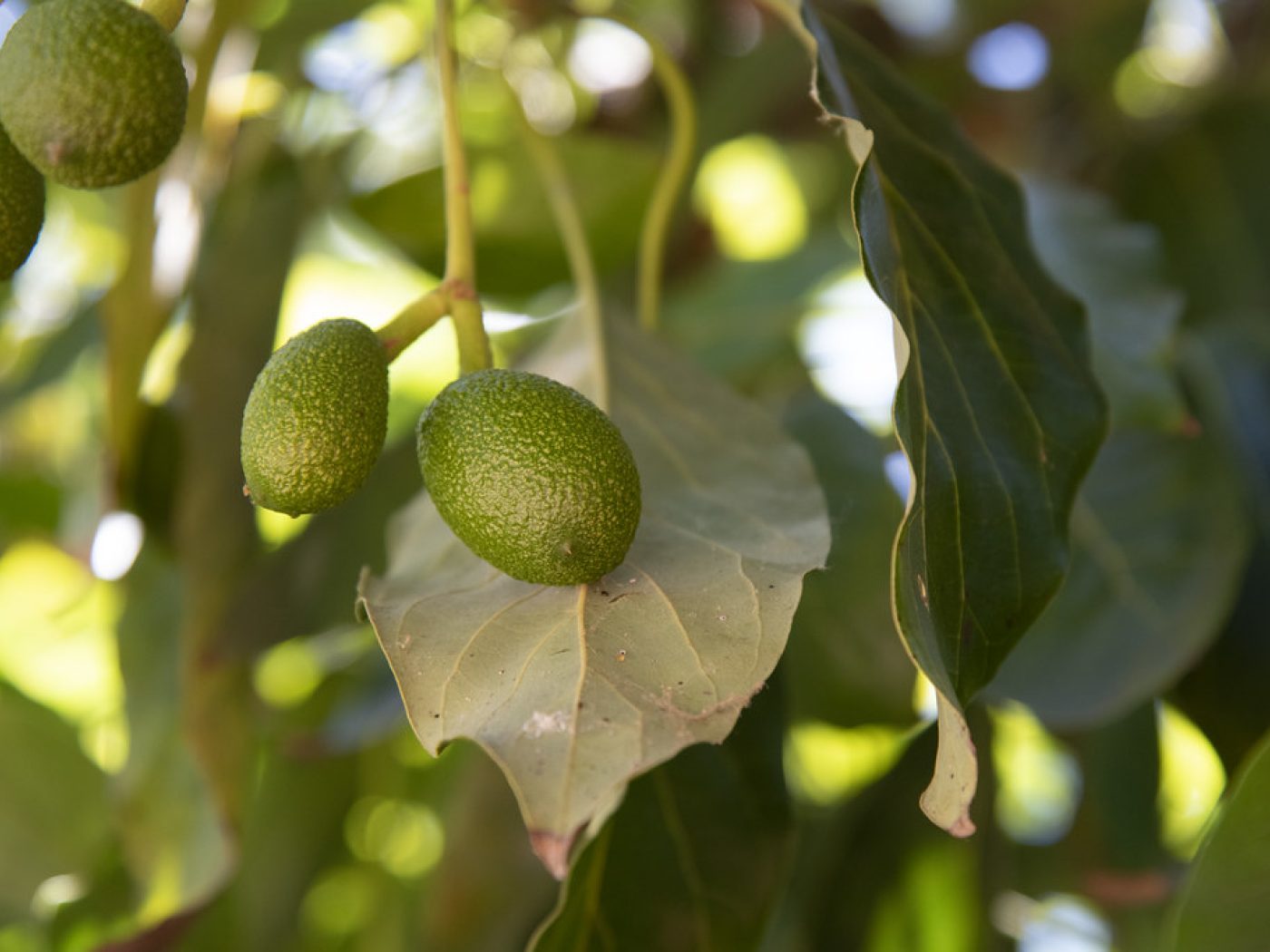 Fuerte Avocado - Class 1 Export Grade